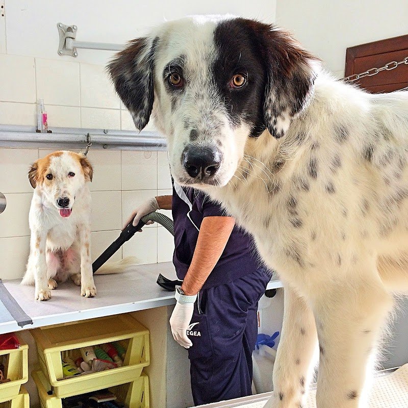 L'Arca Di Noè di Pace Ioele - Foto 3