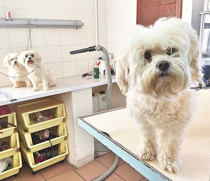 L'Arca Di Noè di Pace Ioele - Foto 6