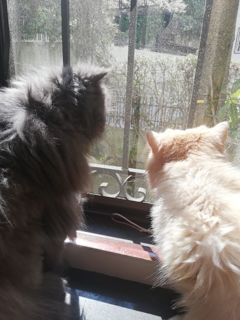 L'Arca Di Noe' Di Pellegrino Anna - Foto 1