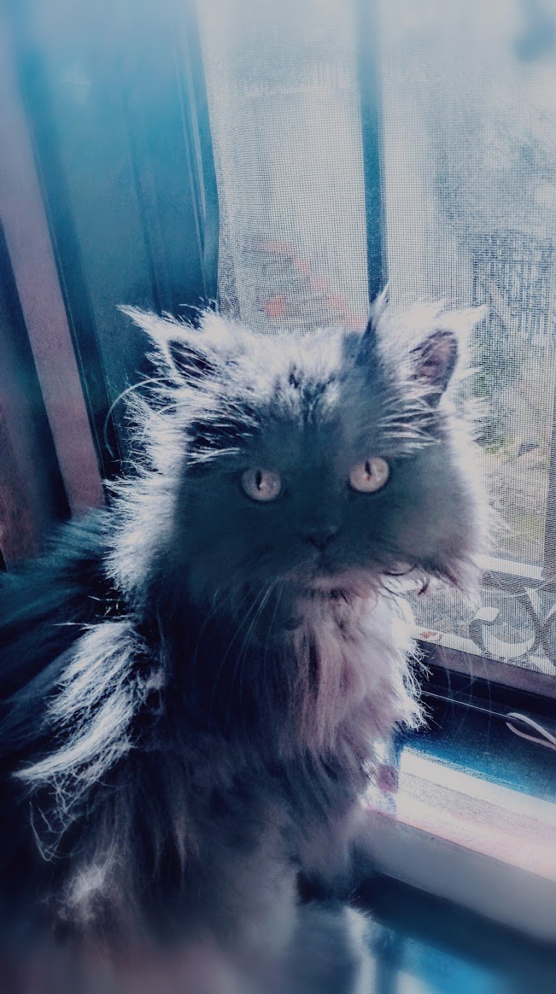 L'Arca Di Noe' Di Pellegrino Anna - Foto 2