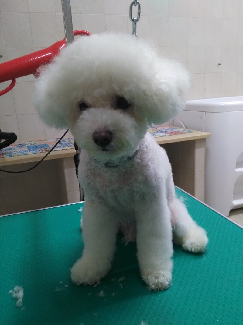 L'arca di Noè - Foto 2