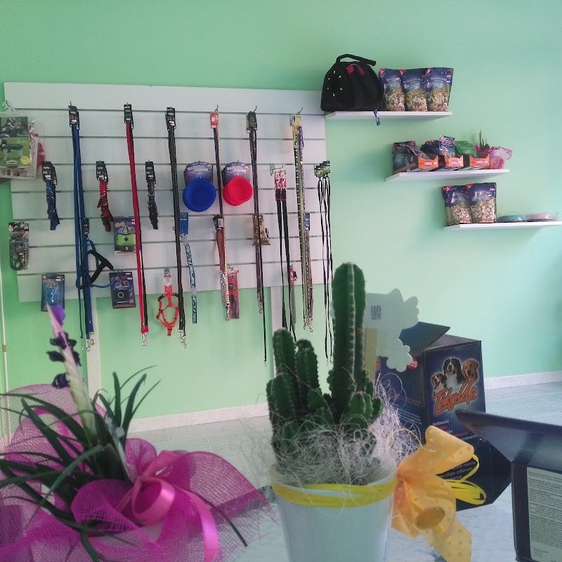 L'arca di Noè - Foto 4