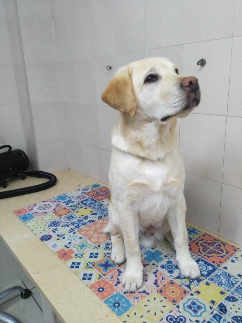 L'arca di Noè - Foto 5