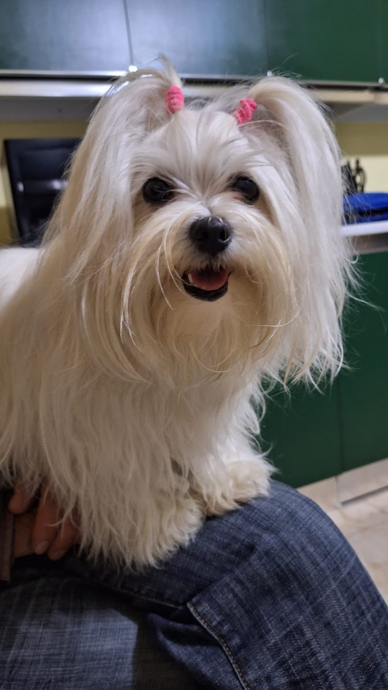 L'arca di Noè - Foto 6