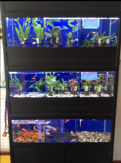 L'Arca di Noè Taranto - Foto 3