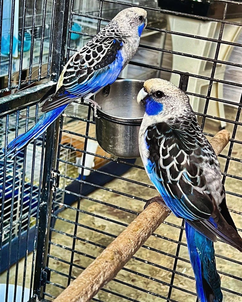 L'Arca di Noè Taranto - Foto 5