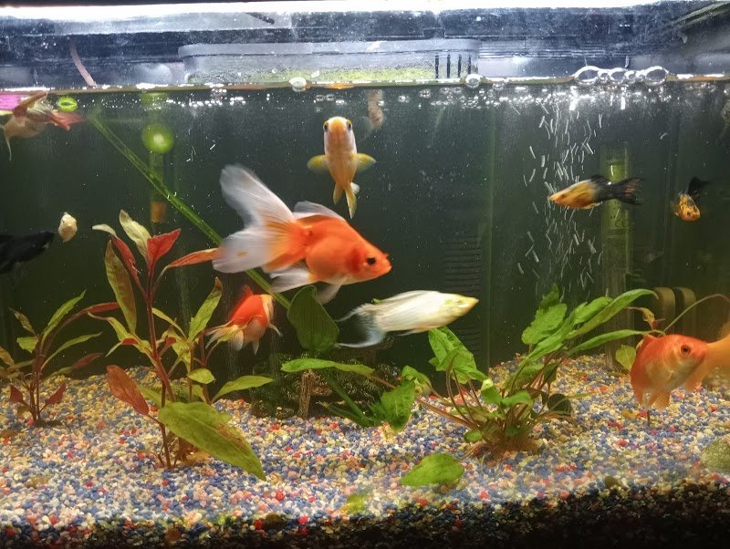 L'Arca Di Noè - Foto 3