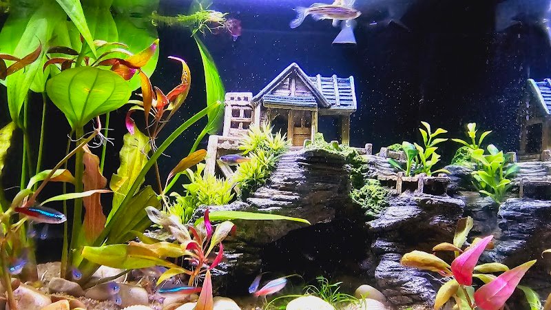 L'Arca Di Noè - Foto 4