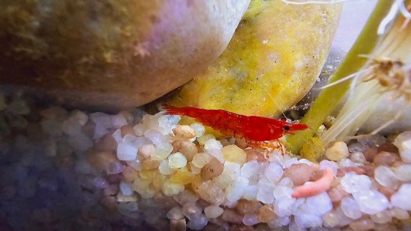 L'Arca Di Noè - Foto 5