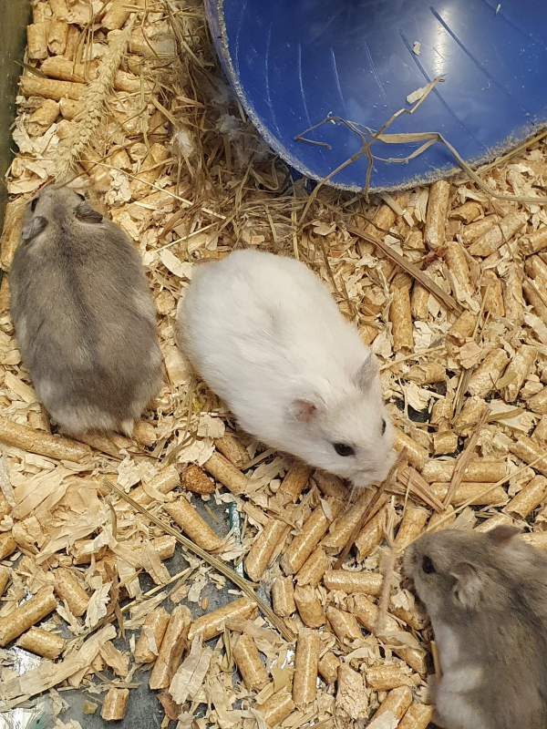 L'Arca - Tutto per gli Animali - Foto 2