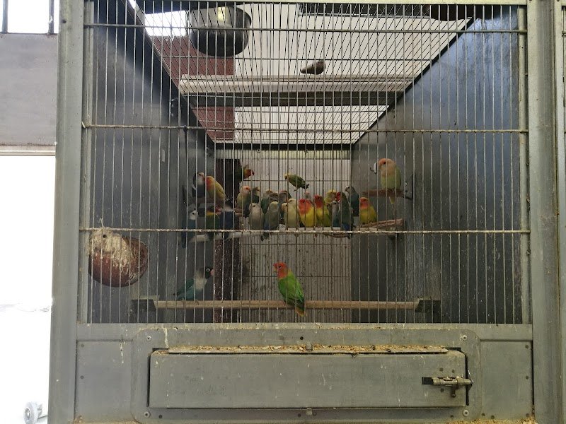 L'Arca - Tutto per gli Animali - Foto 3