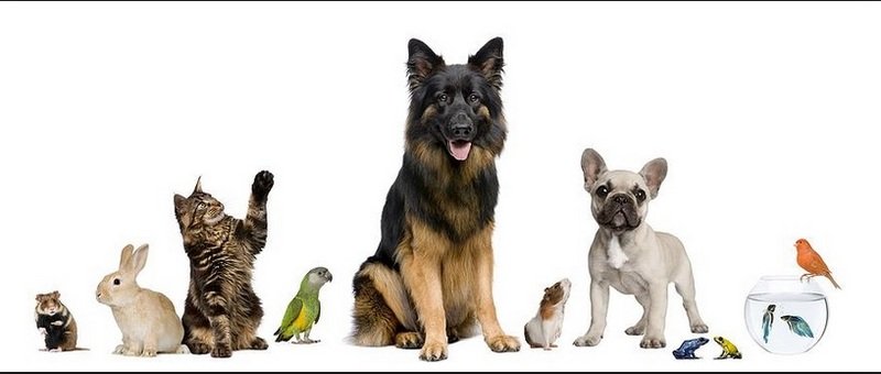 L'Arca - Tutto per gli Animali - Foto 6