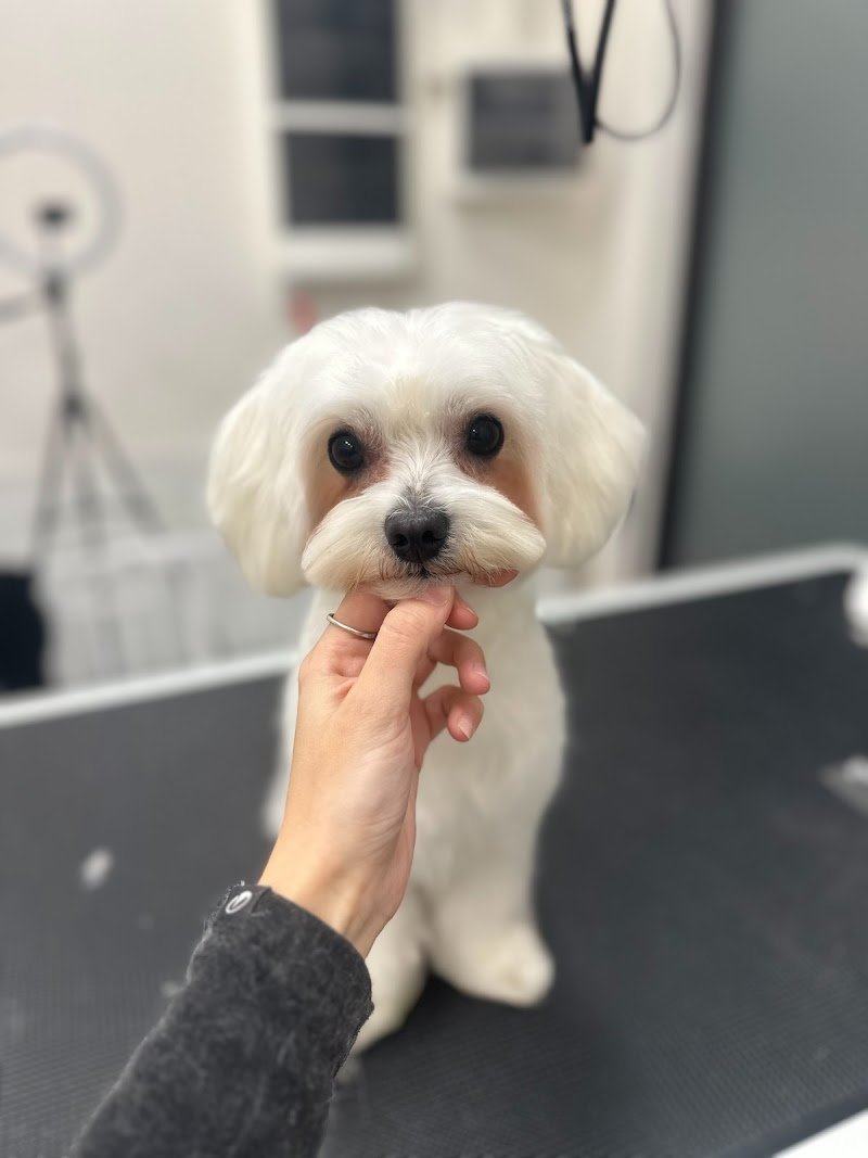 L’arte a 4 zampe - Foto 2