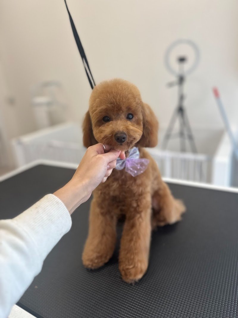 L’arte a 4 zampe - Foto 3