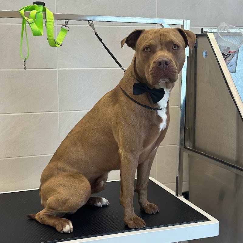 L’arte a 4 zampe - Foto 4