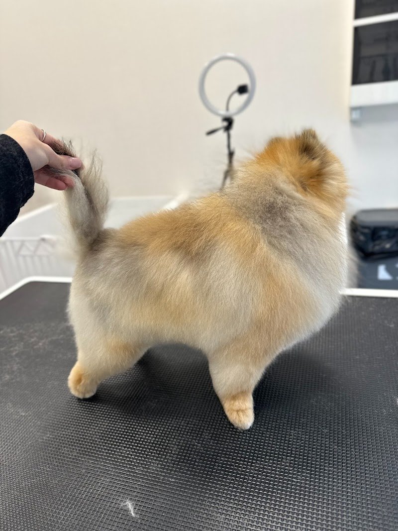 L’arte a 4 zampe - Foto 5