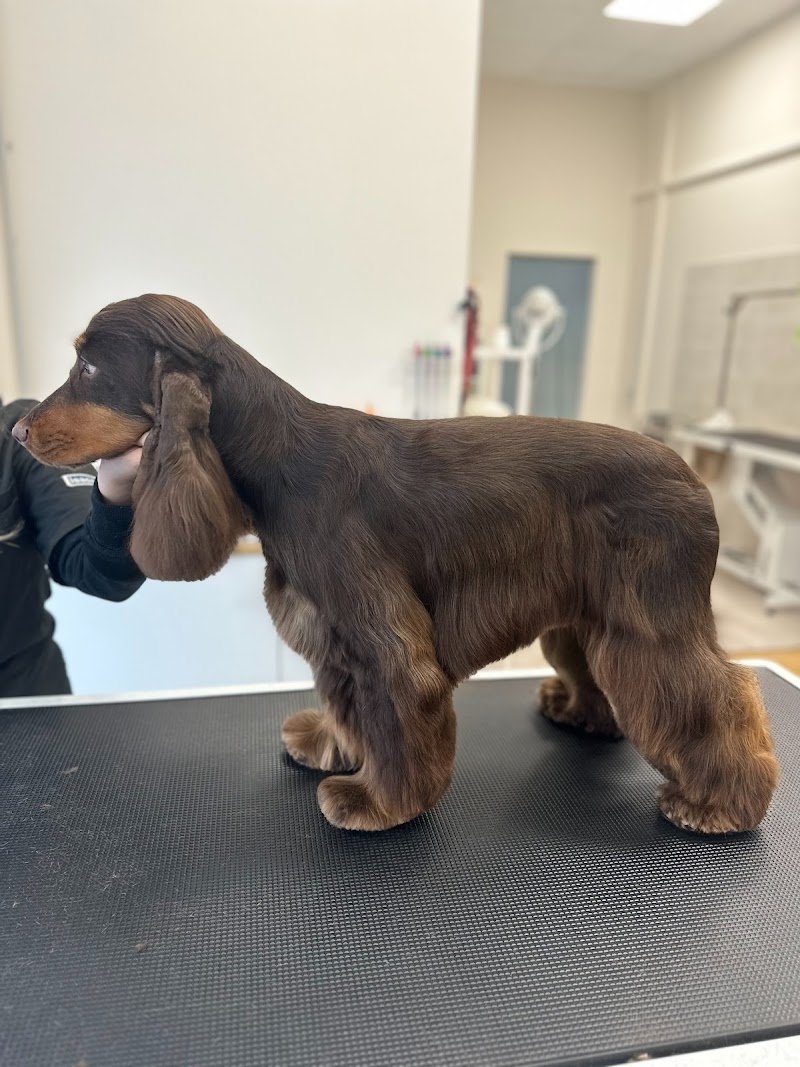 L’arte a 4 zampe - Foto 6