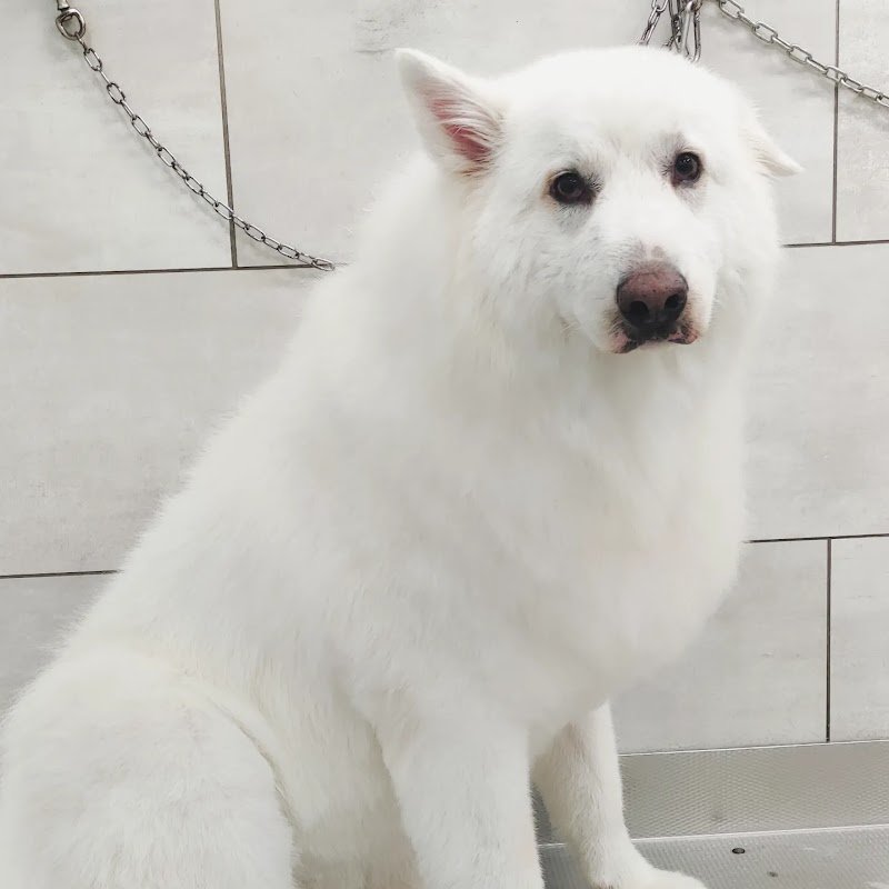 L'Atelier Del Cane - Foto 4