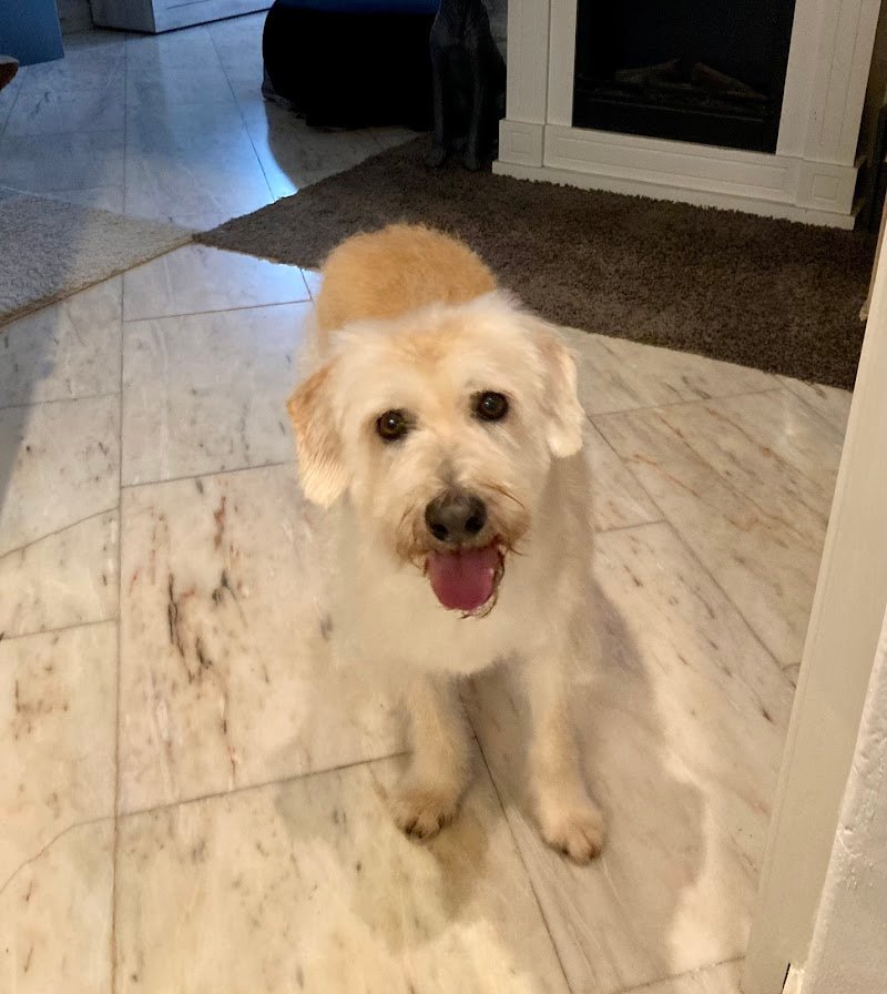 L'Atelier Del Cane - Foto 5