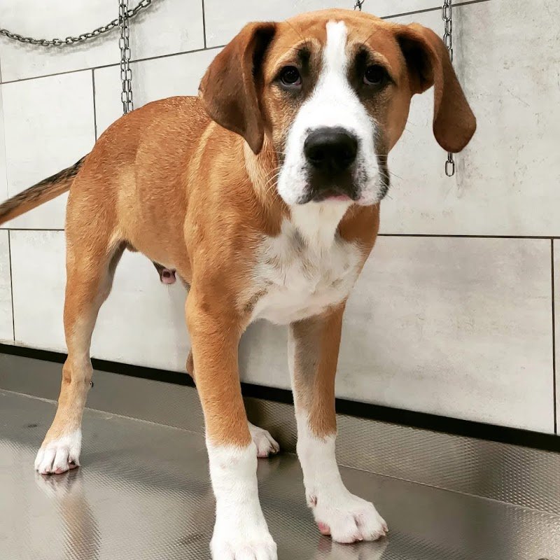 L'Atelier Del Cane - Foto 6