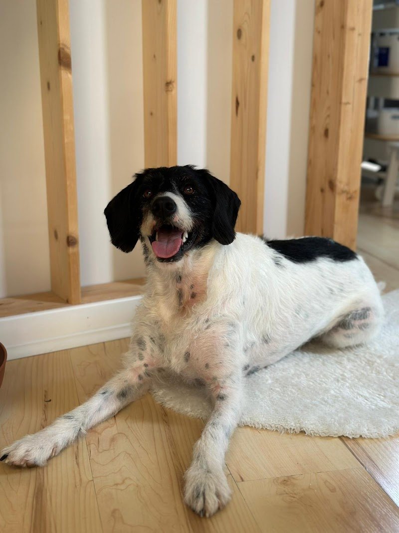 Laura's PetLand - Foto 1