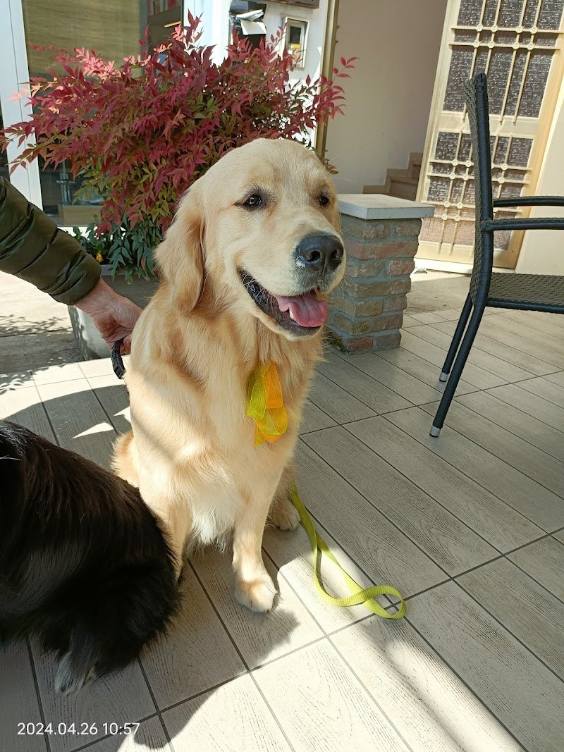 Lava la zampa - Foto 2