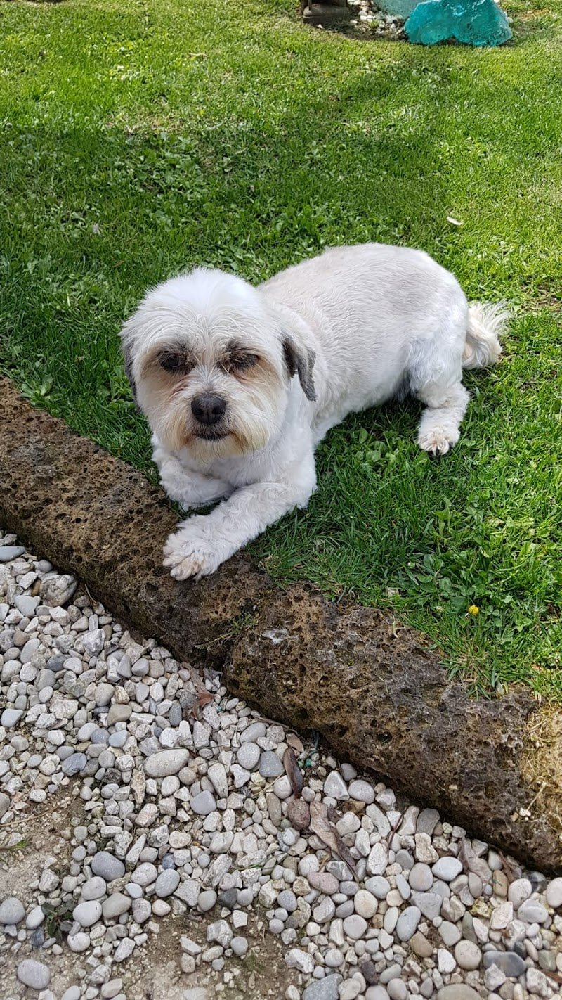 Lava la zampa - Foto 3