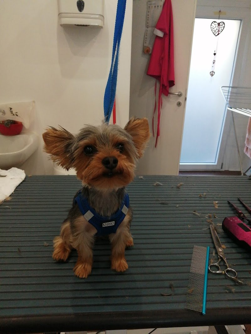 Lava la zampa - Foto 5