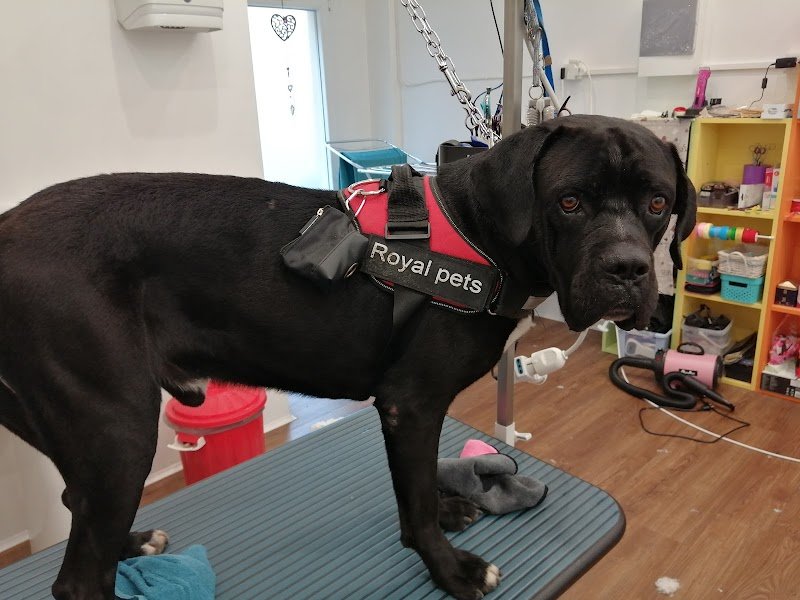 Lava la zampa - Foto 6