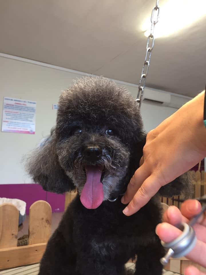 Lavabau Belgioioso - Foto 1