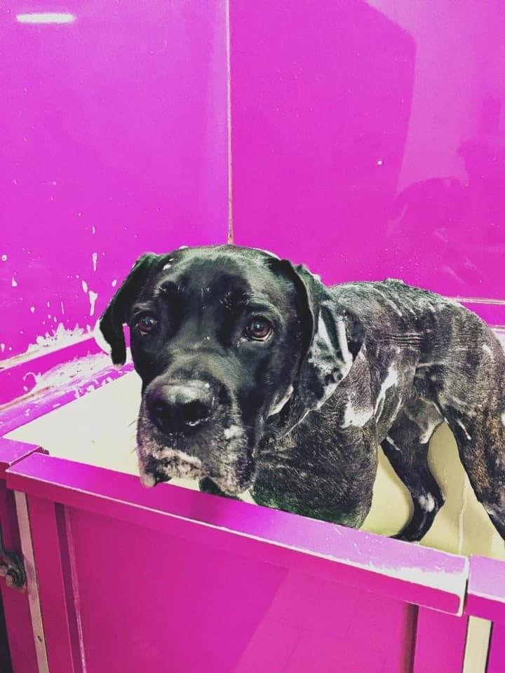 Lavabau Belgioioso - Foto 3