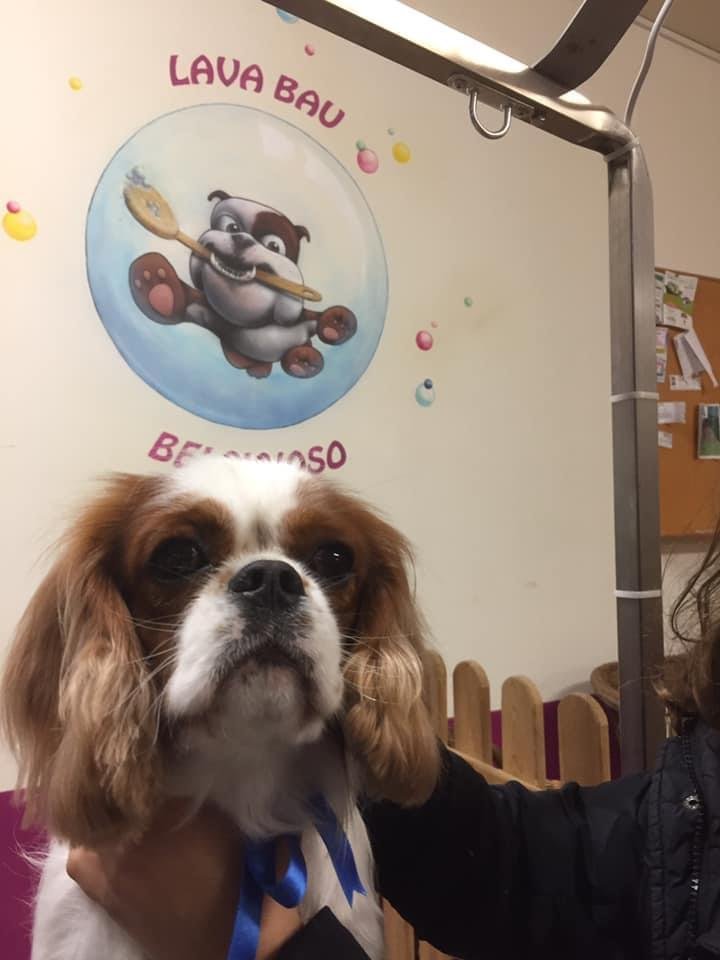 Lavabau Belgioioso - Foto 4