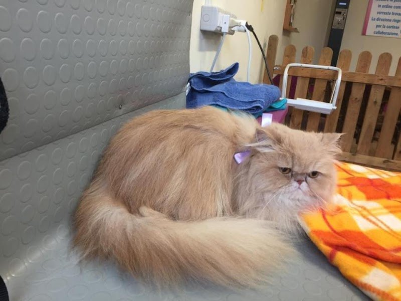 Lavabau Belgioioso - Foto 5