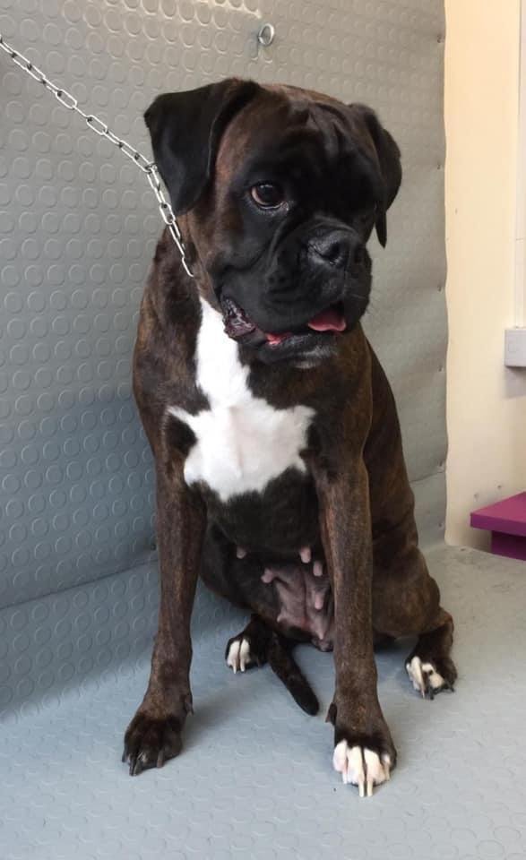 Lavabau Belgioioso - Foto 6