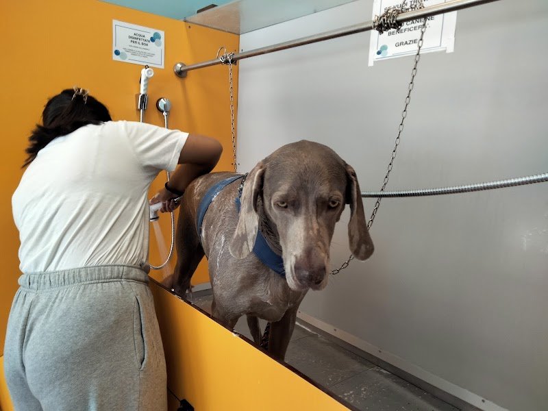 Lavaggio cani self service Ti gà lavà el can? - Foto 1