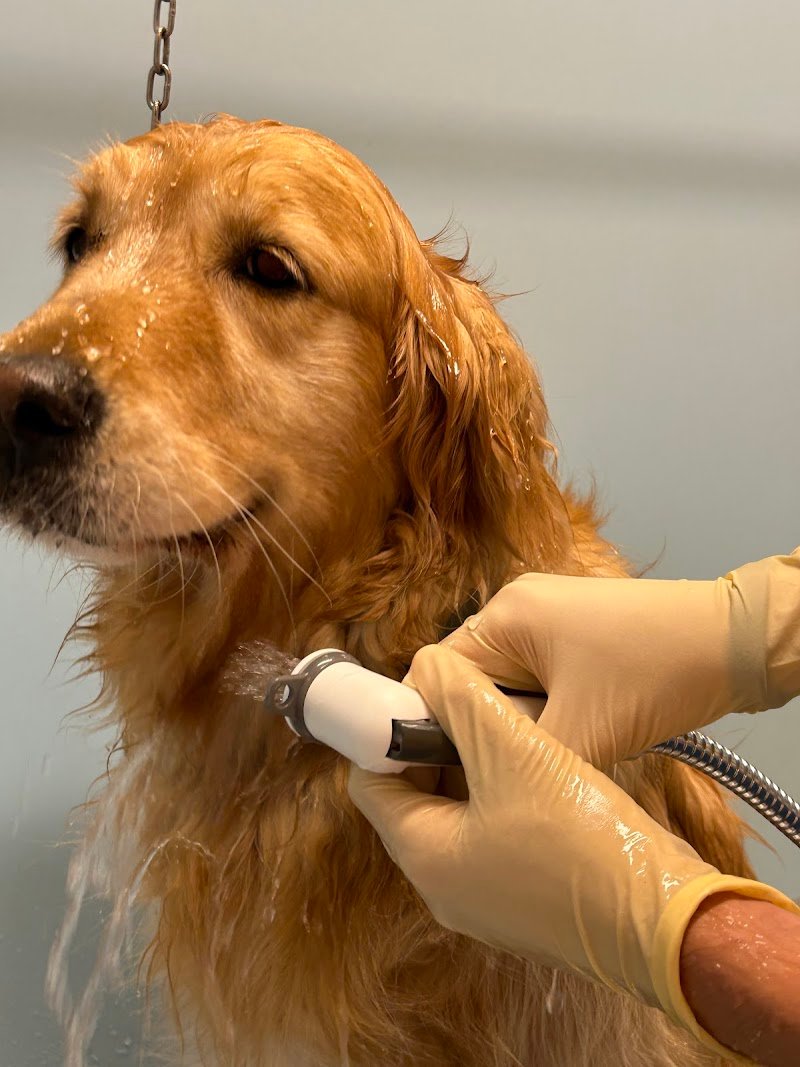 Lavaggio cani self service Ti gà lavà el can? - Foto 2