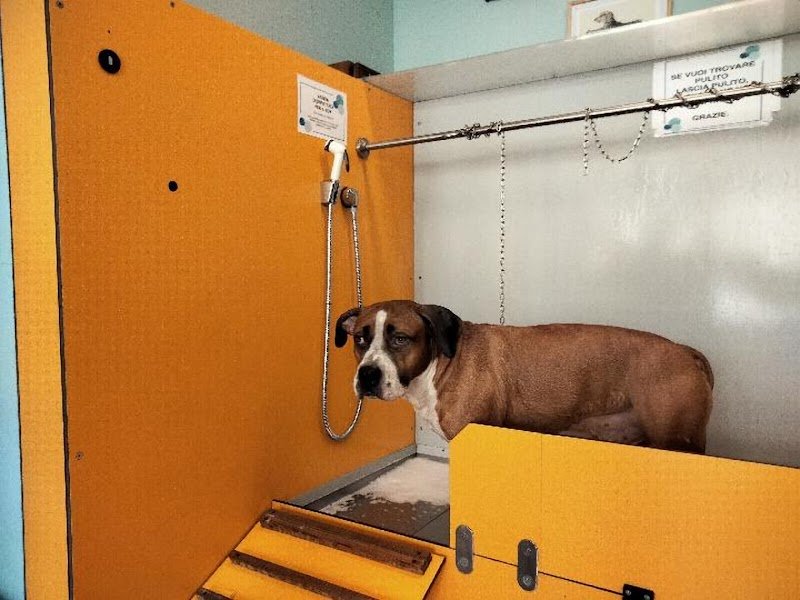 Lavaggio cani self service Ti gà lavà el can? - Foto 3