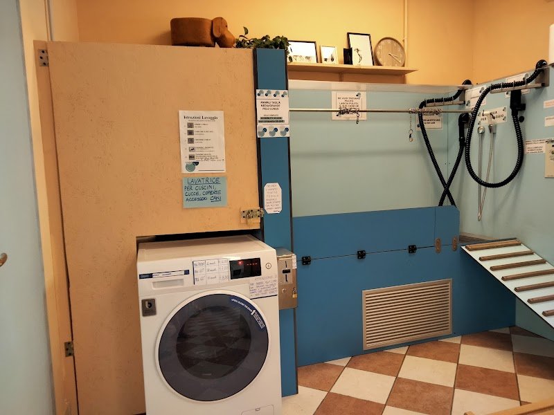 Lavaggio cani self service Ti gà lavà el can? - Foto 6