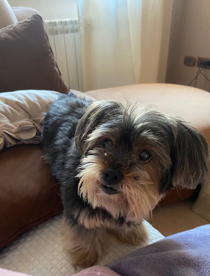 lavaggio self service per cani Eren.dogwash - Foto 2