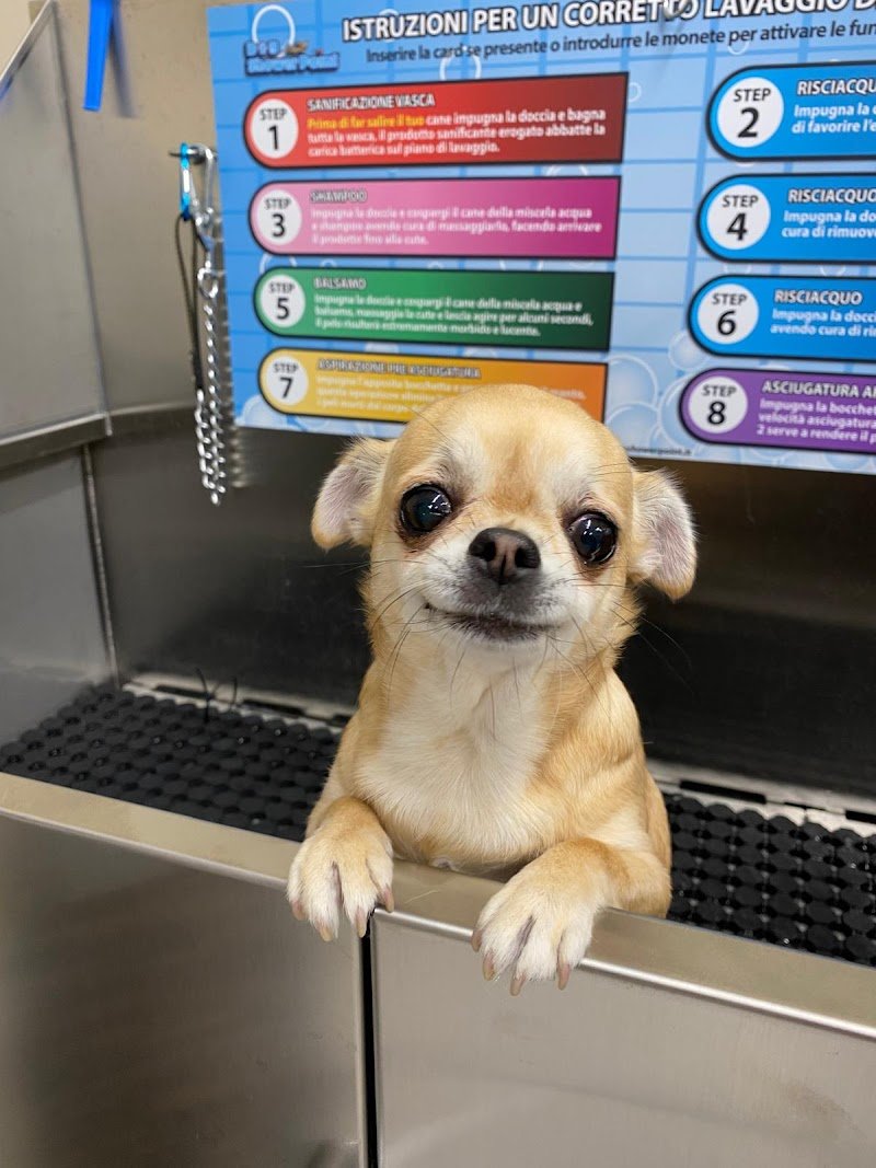 lavaggio self service per cani Eren.dogwash - Foto 4