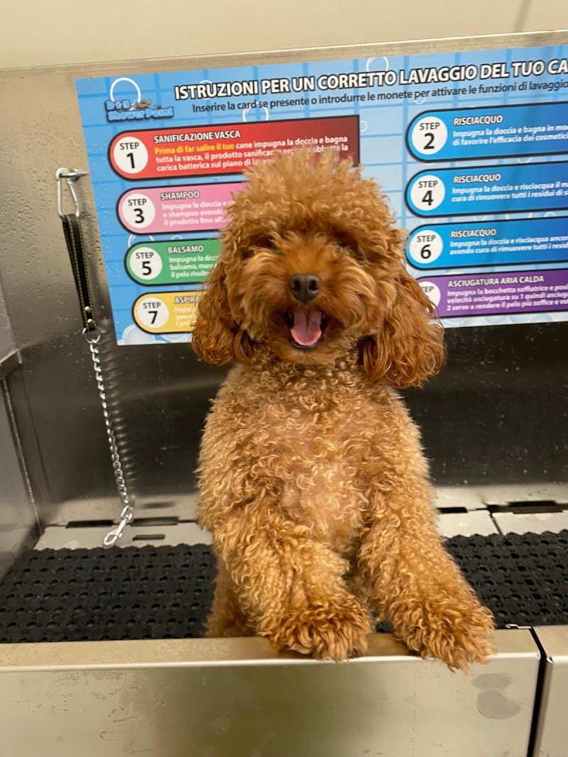 lavaggio self service per cani Eren.dogwash - Foto 5