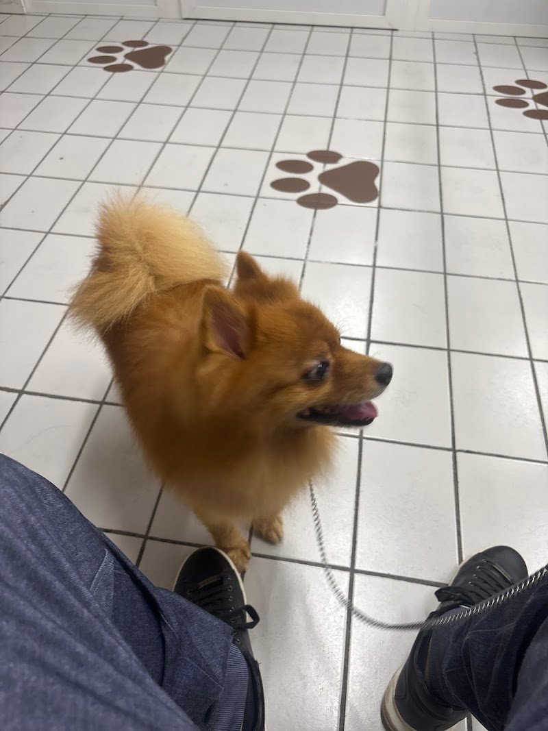 lavaggio self service per cani Eren.dogwash - Foto 6