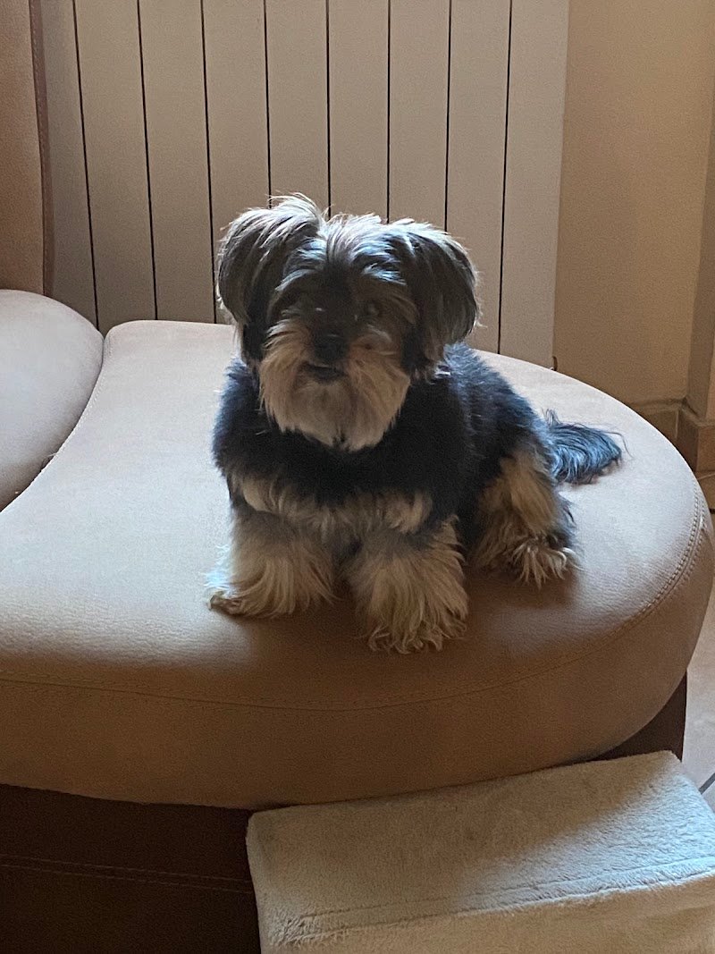 lavaggio self service per cani Eren.dogwash - Foto 5