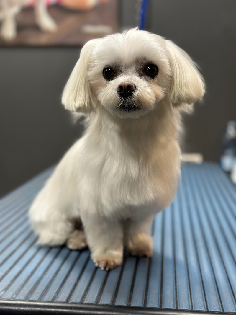 Lavaggio Self Service per i cani aperto 24H per i tesserati, Toelettatura professionale, ossigenoterapia, negozio - Foto 3