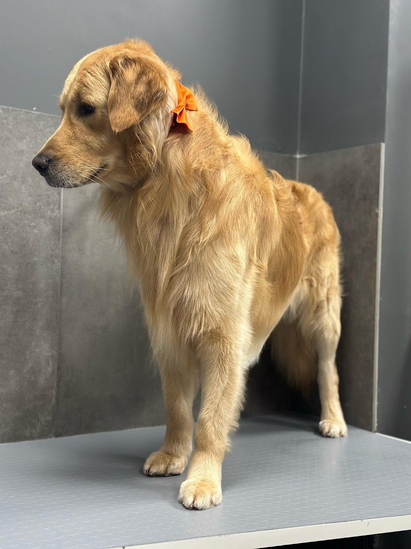 Lavaggio Self Service per i cani aperto 24H per i tesserati, Toelettatura professionale, ossigenoterapia, negozio - Foto 4