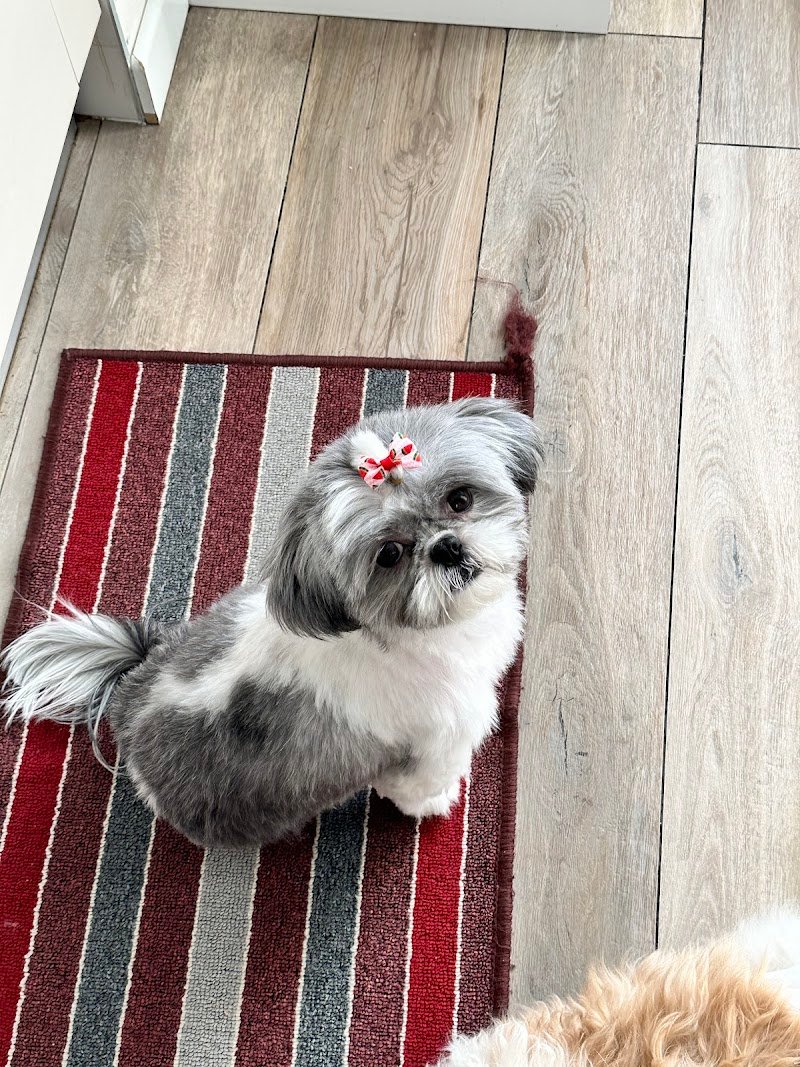 Lavaggio Self Service per i cani aperto 24H per i tesserati, Toelettatura professionale, ossigenoterapia, negozio - Foto 5