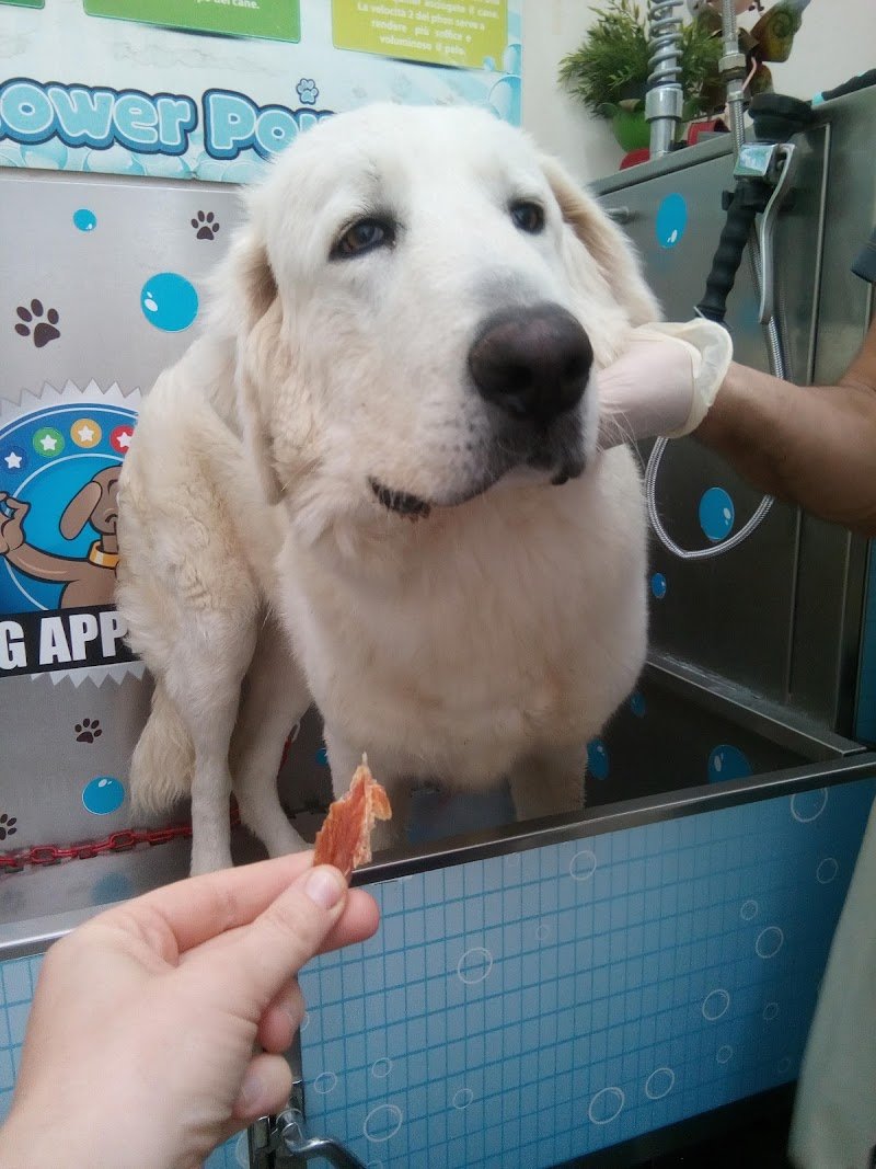Lavaggio Self Service per il tuo amico a 4 zampe. "Bagno Di Coccole". - Foto 3