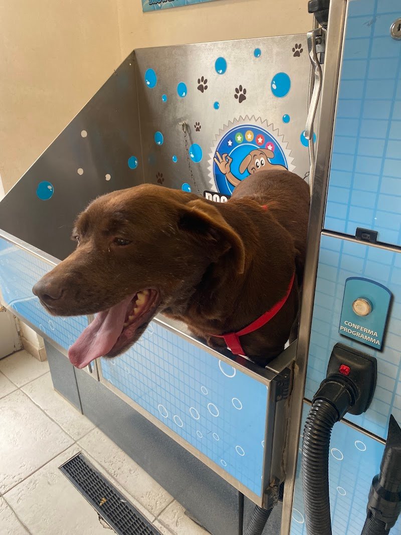 Lavaggio Self Service per il tuo amico a 4 zampe. "Bagno Di Coccole". - Foto 5