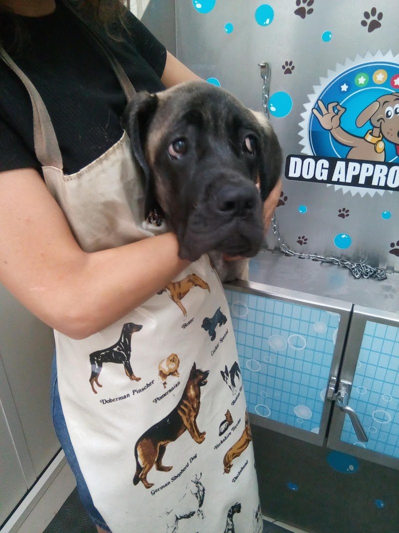 Lavaggio Self Service per il tuo amico a 4 zampe. "Bagno Di Coccole". - Foto 6