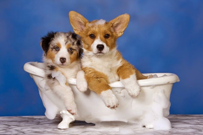 Laval Dog lavaggio cani selfservice - Foto 1